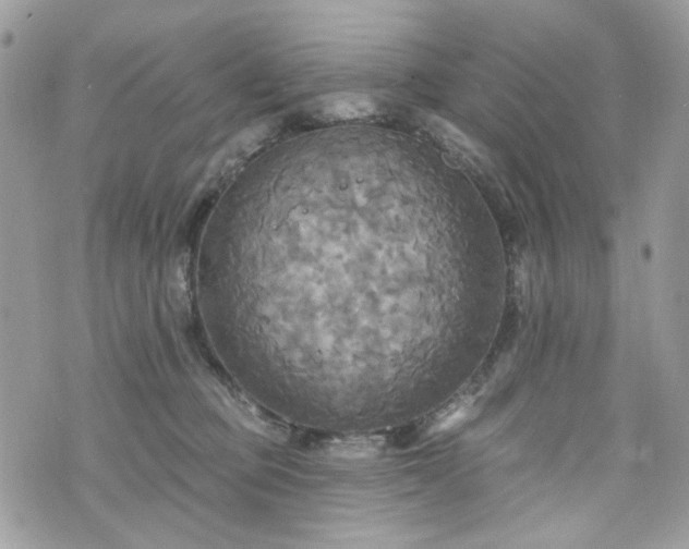 X0000070360373200606161258