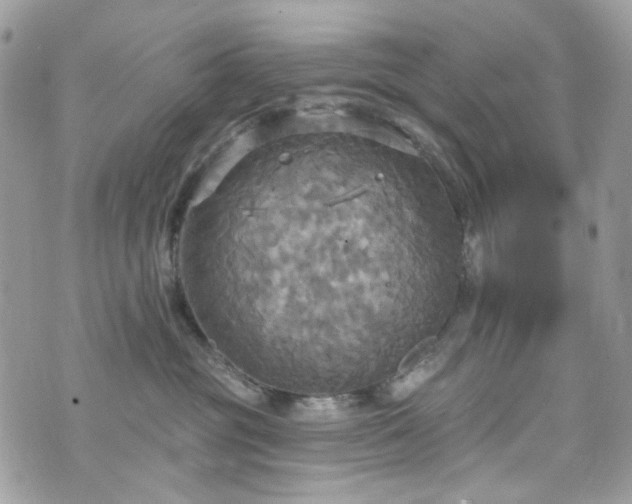 X0000070360381200606161258