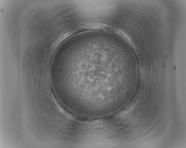 X0000070360433200606161256