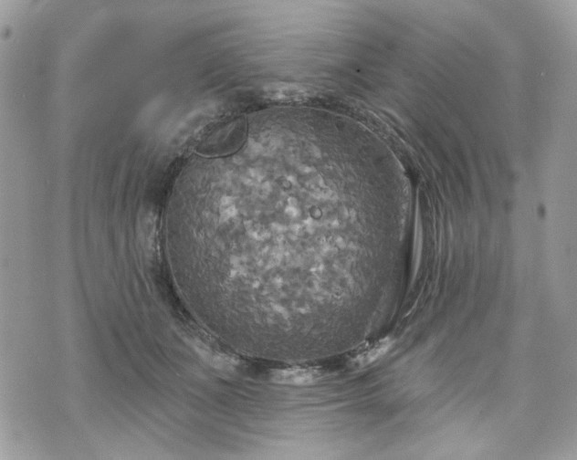 X0000070360511200606161255