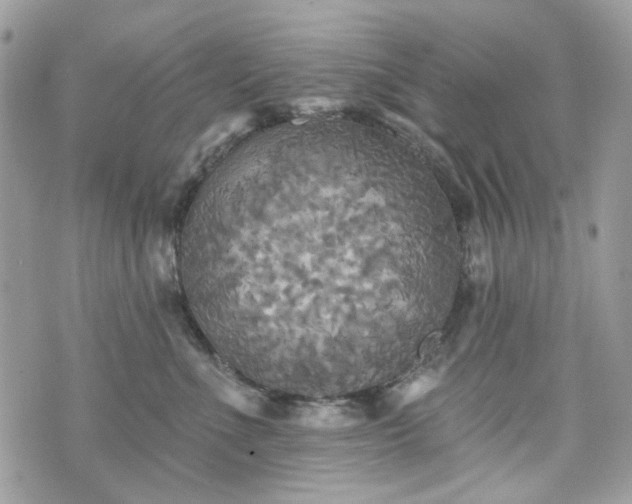 X0000070360523200606161255