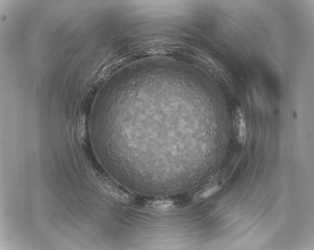 X0000070360554200606161254