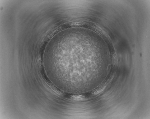 X0000070360557200606161254