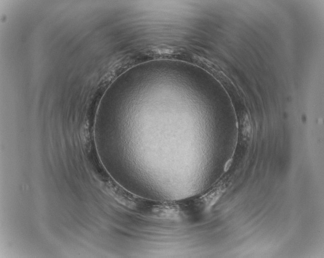 X0000070360559200606161254