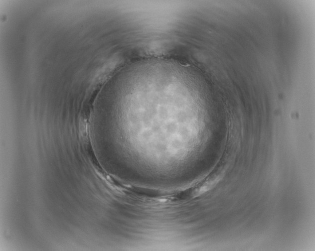 X0000070360624200606161253