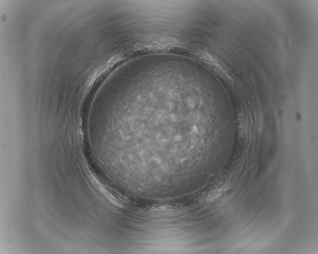 X0000070360634200606161252