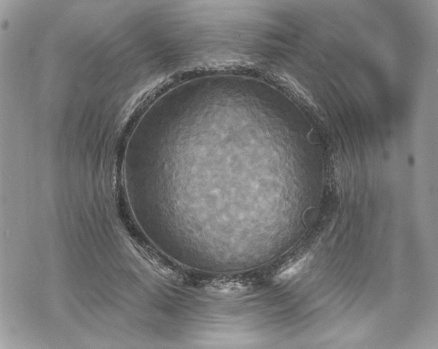 X0000070360640200606161252