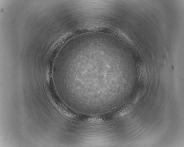 X0000070360644200606161252