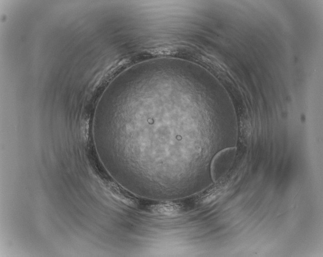 X0000070360652200606161253