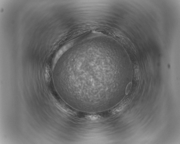 X0000070360654200606161253