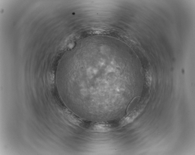 X0000070360657200606161253