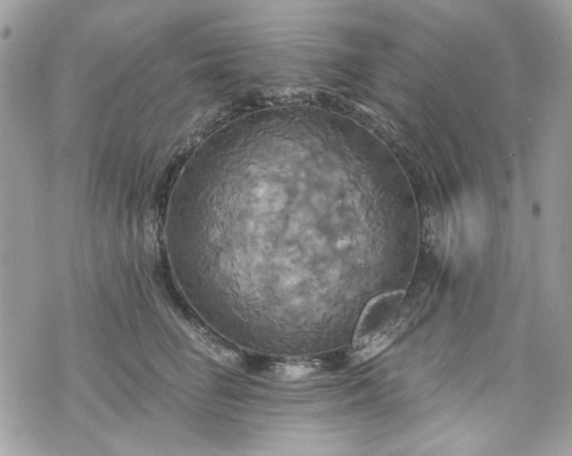 X0000070360662200606161253