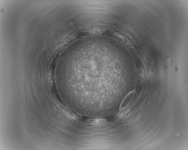 X0000070360663200606161253