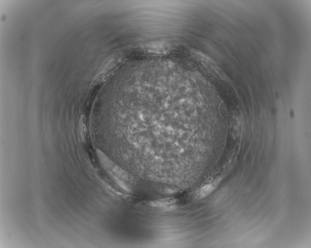 X0000070360707200606161252