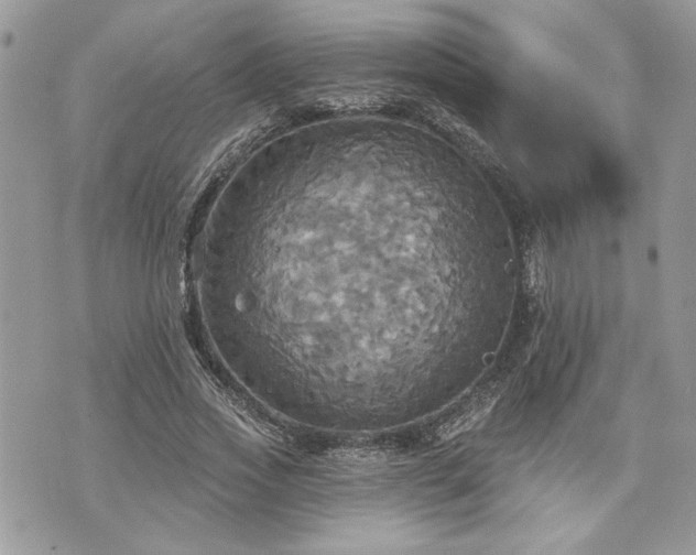 X0000070360733200606161251