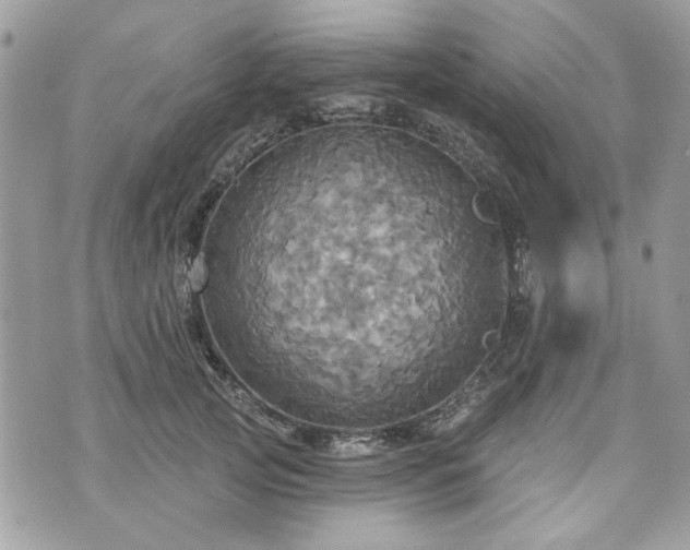 X0000070360753200606161251