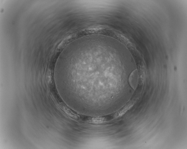 X0000070360758200606161251