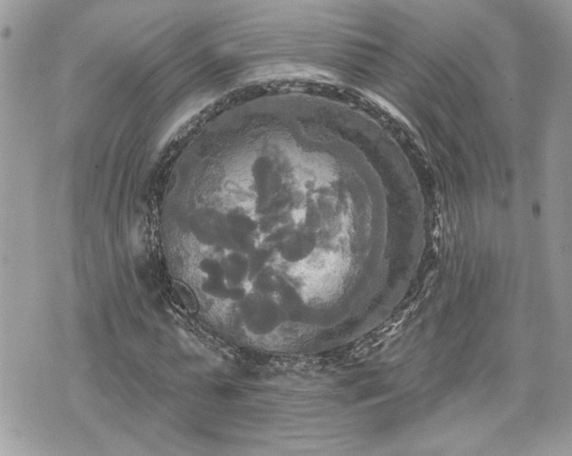 X0000070360775200606161251