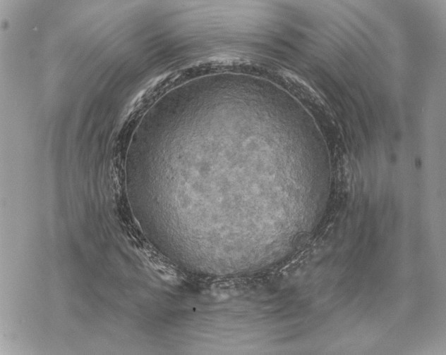 X0000070360776200606161250