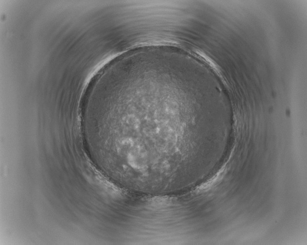 X0000070360779200606161250