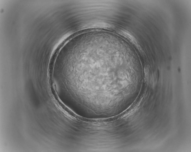 X0000070360780200606161250