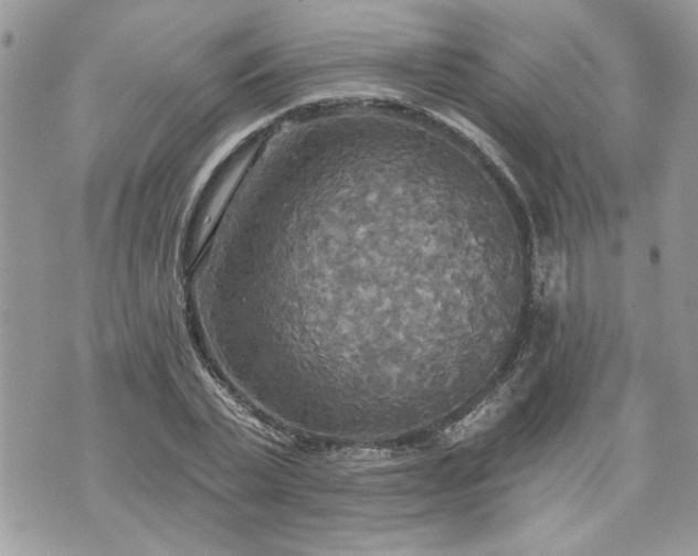 X0000070360783200606161250