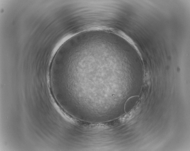 X0000070360811200606161250