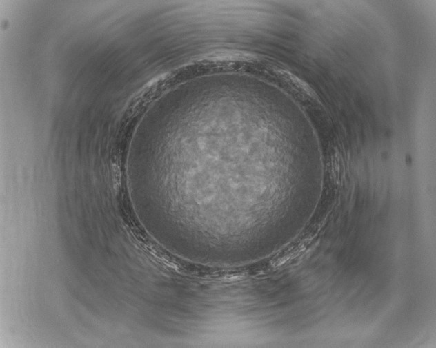 X0000070360821200606161249