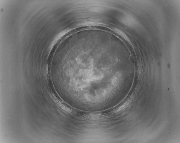 X0000070360831200606161249