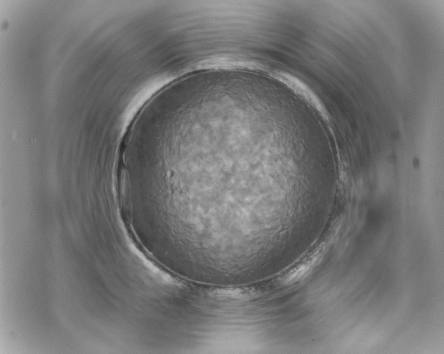 X0000070360855200606161250