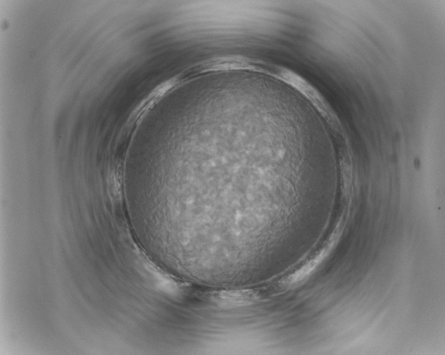 X0000070360857200606161250