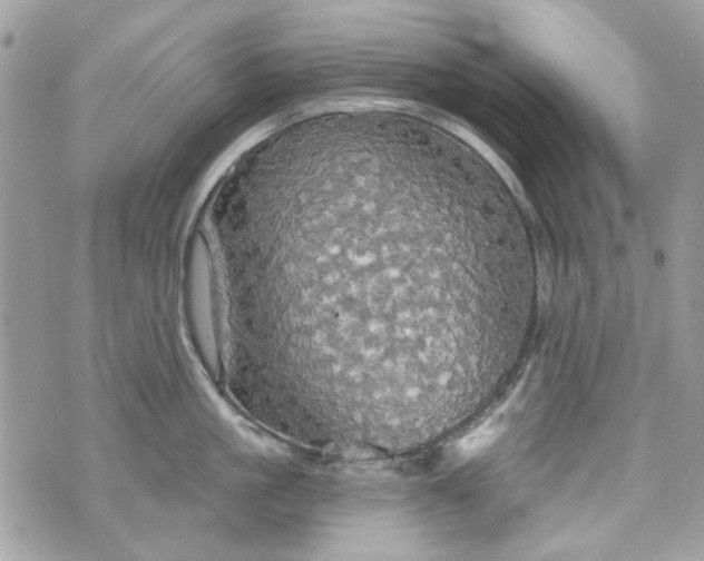 X0000070360861200606161250