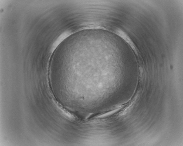 X0000070361002200606161247