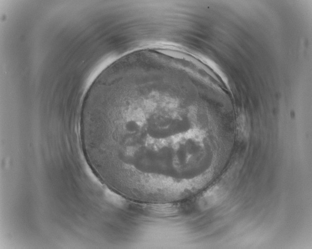 X0000070361007200606161247