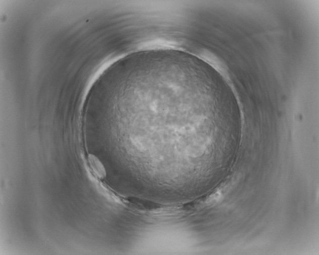 X0000070361008200606161247