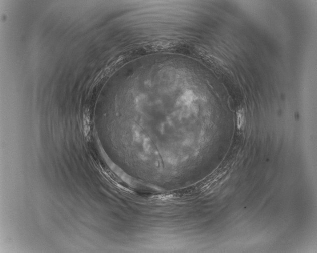 X0000070361011200606161246