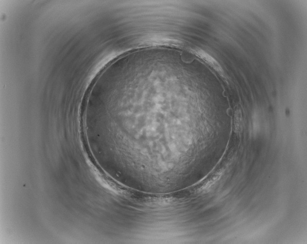 X0000070361039200606161246