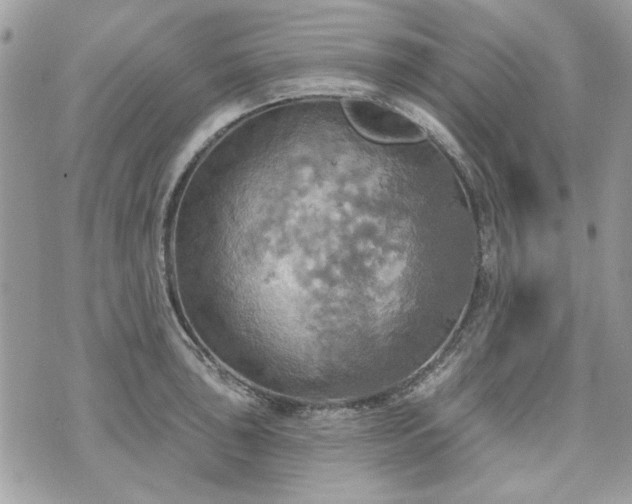 X0000070361043200606161246