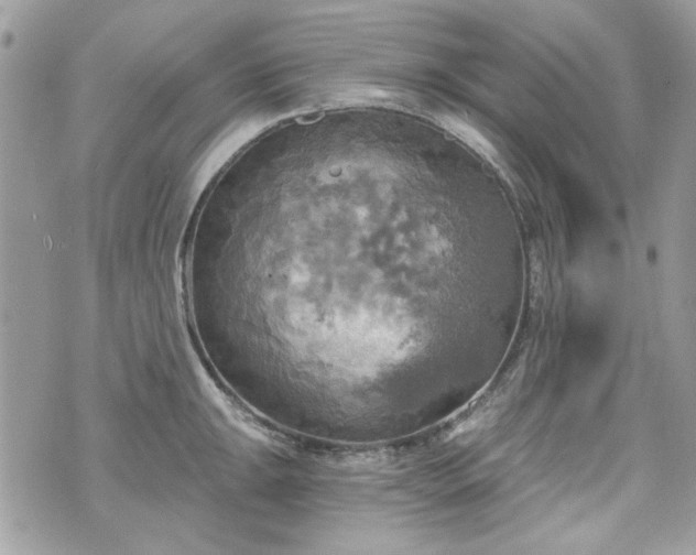 X0000070361047200606161247