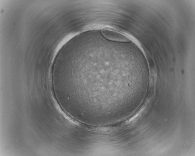 X0000070361053200606161247