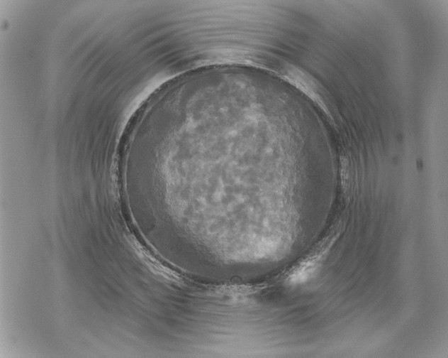 X0000070361068200606161246