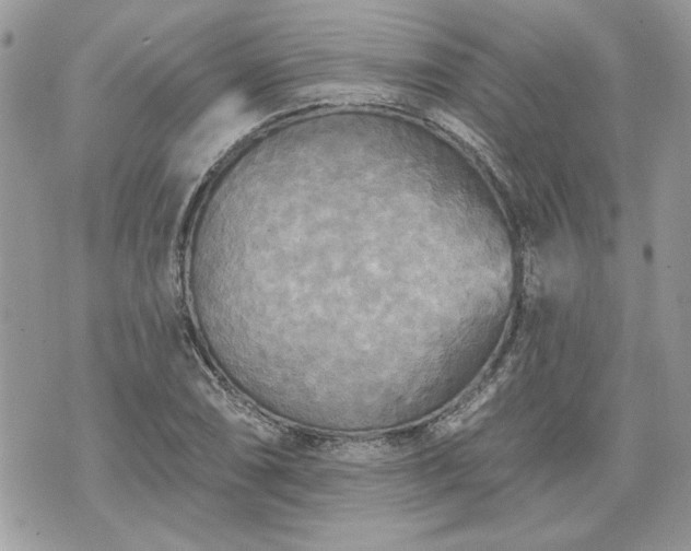 X0000070361074200606161246