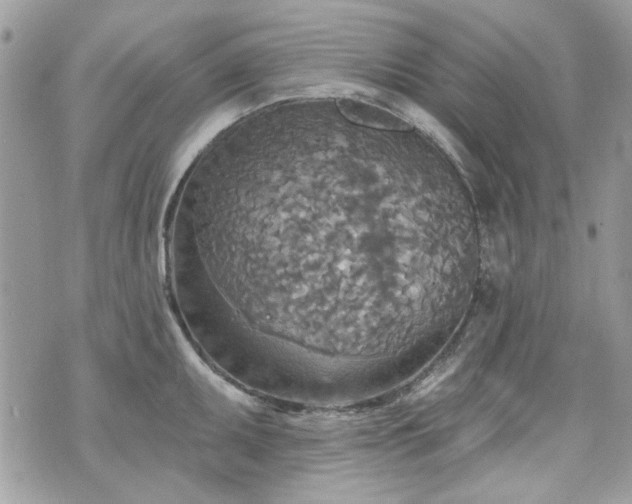 X0000070361095200606161245