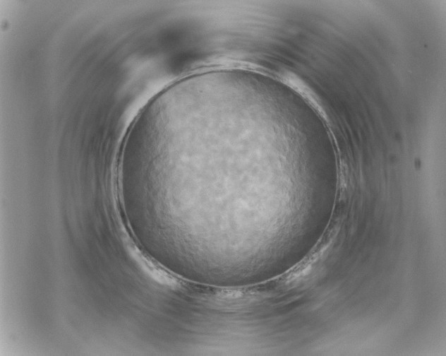 X0000070361098200606161245