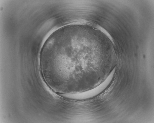 X0000070361099200606161245