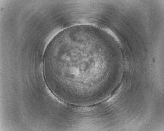 X0000070361100200606161245