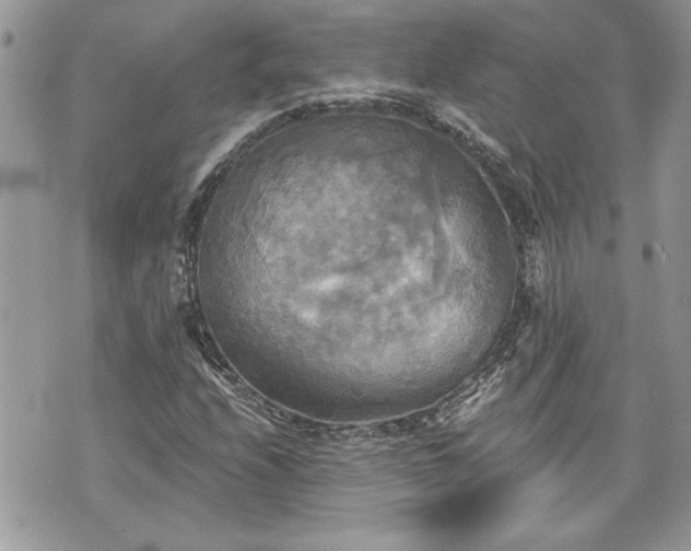 X0000070361208200606161243