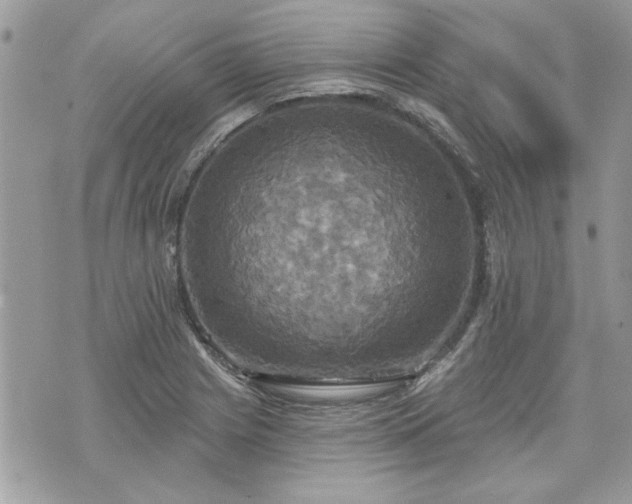 X0000070361225200606161243