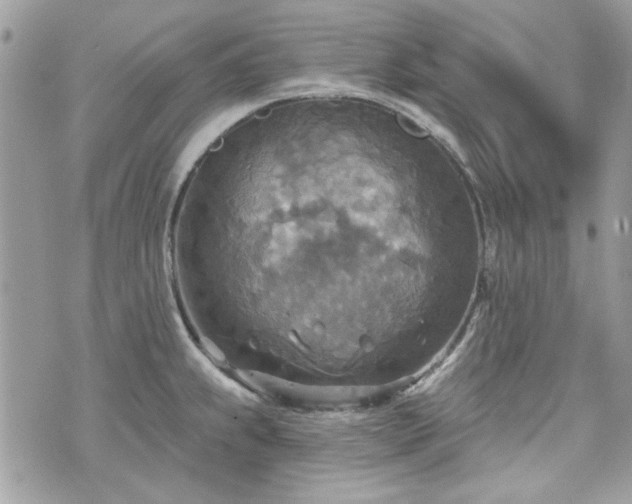 X0000070361239200606161243