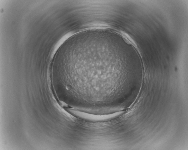 X0000070361243200606161243